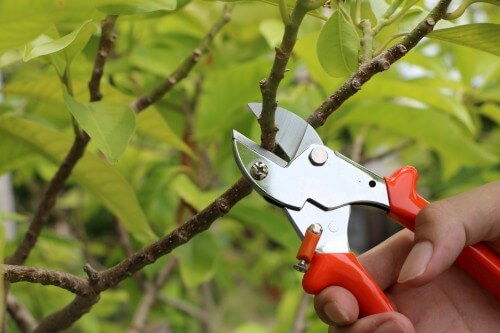 Types of pruners - Bypass pruner & Anvil pruner | GREEN WALKER